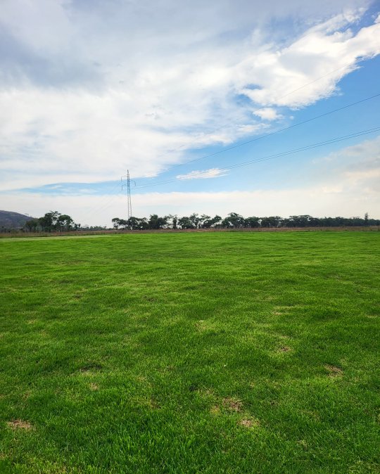 Gardenchore lawn care project