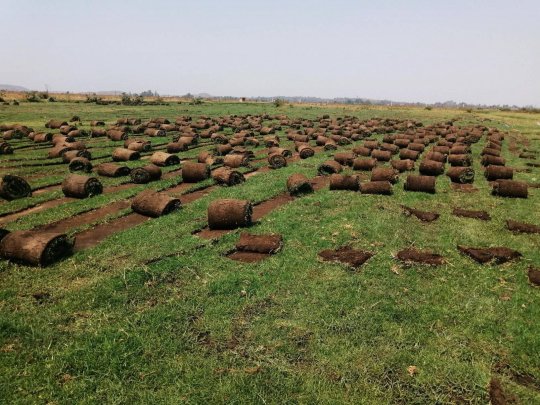 Gardenchore instant lawn project