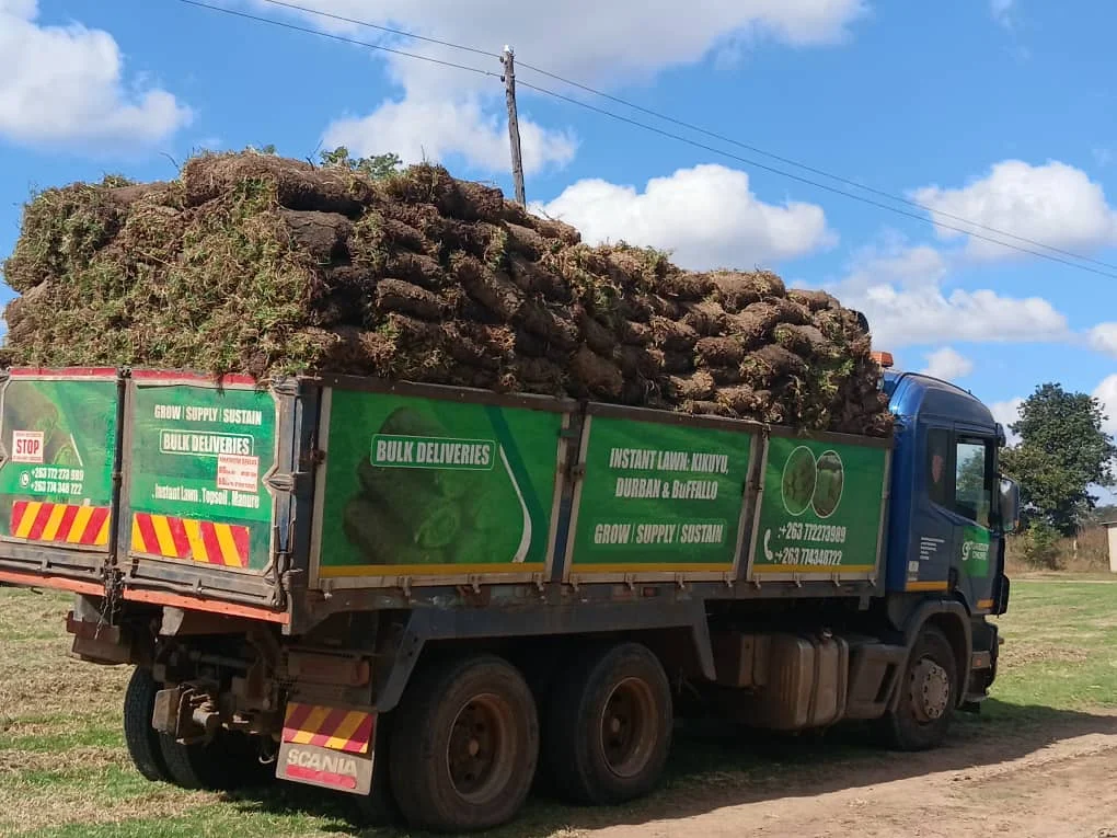 Preparing ground and laying premium lawn sod rolls