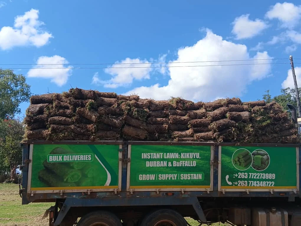 Manicured Kikuyu grass installation in progress