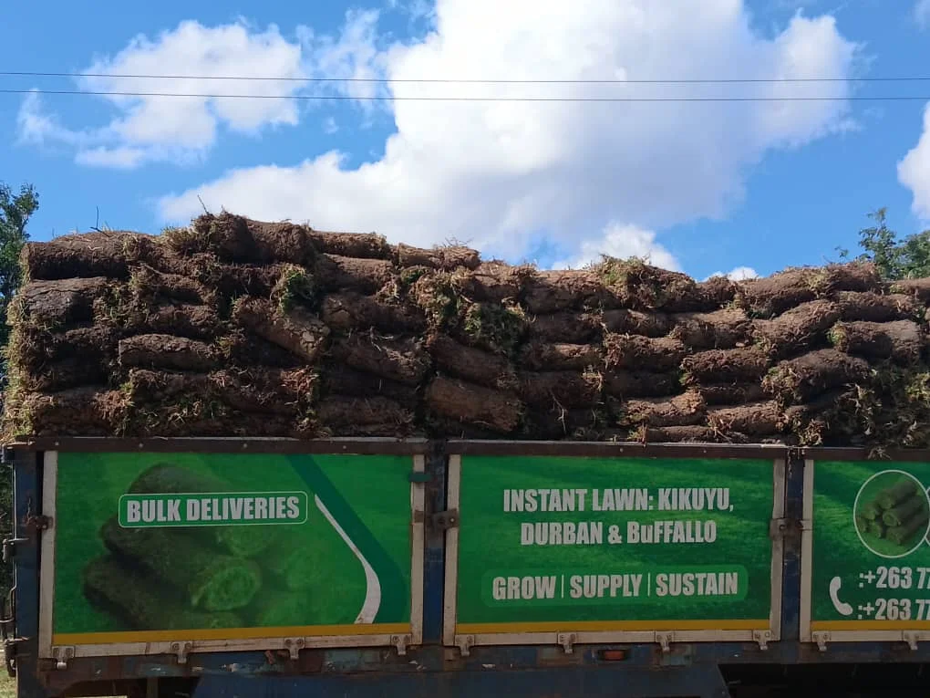 Healthy green garden turf installation project