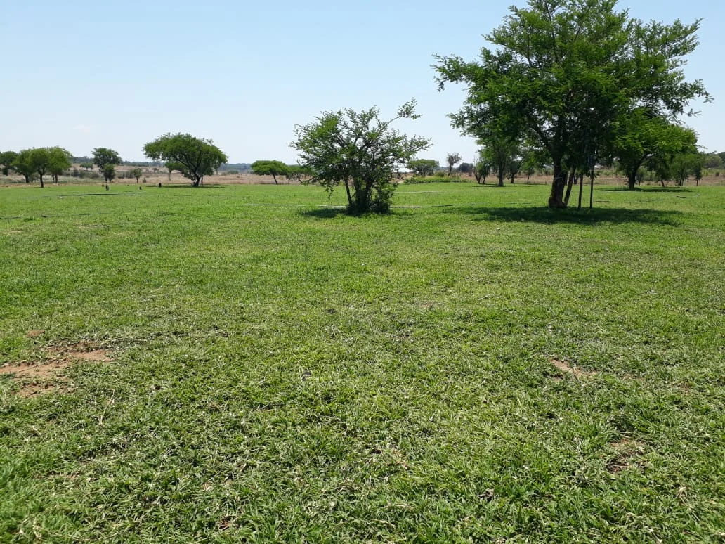 Lush green lawn varieties grown by Gardenchore