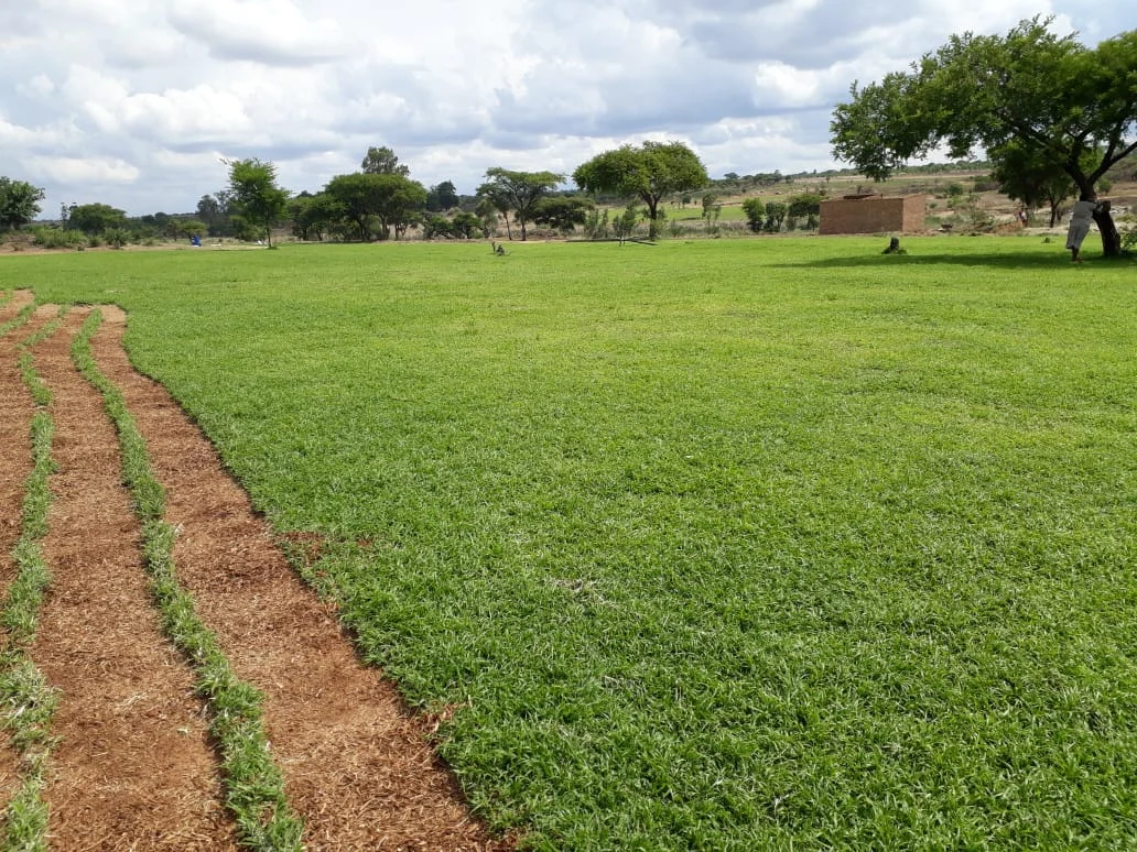 Gardenchore lawn growing in the field