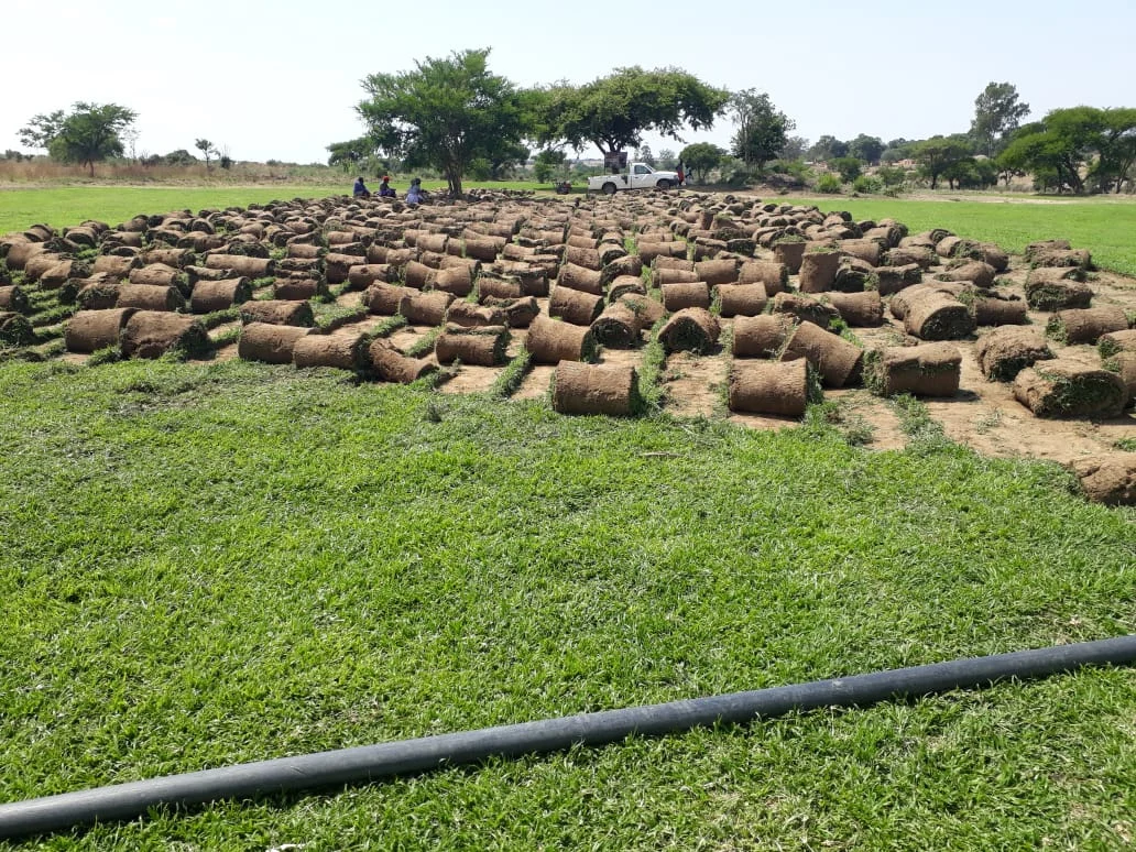 Quality instant lawn sod harvested by Gardenchore