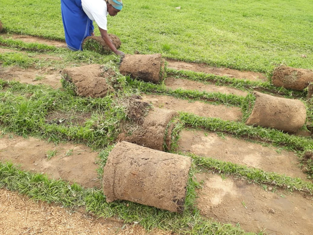 Freshly harvested sod rolls ready for orders