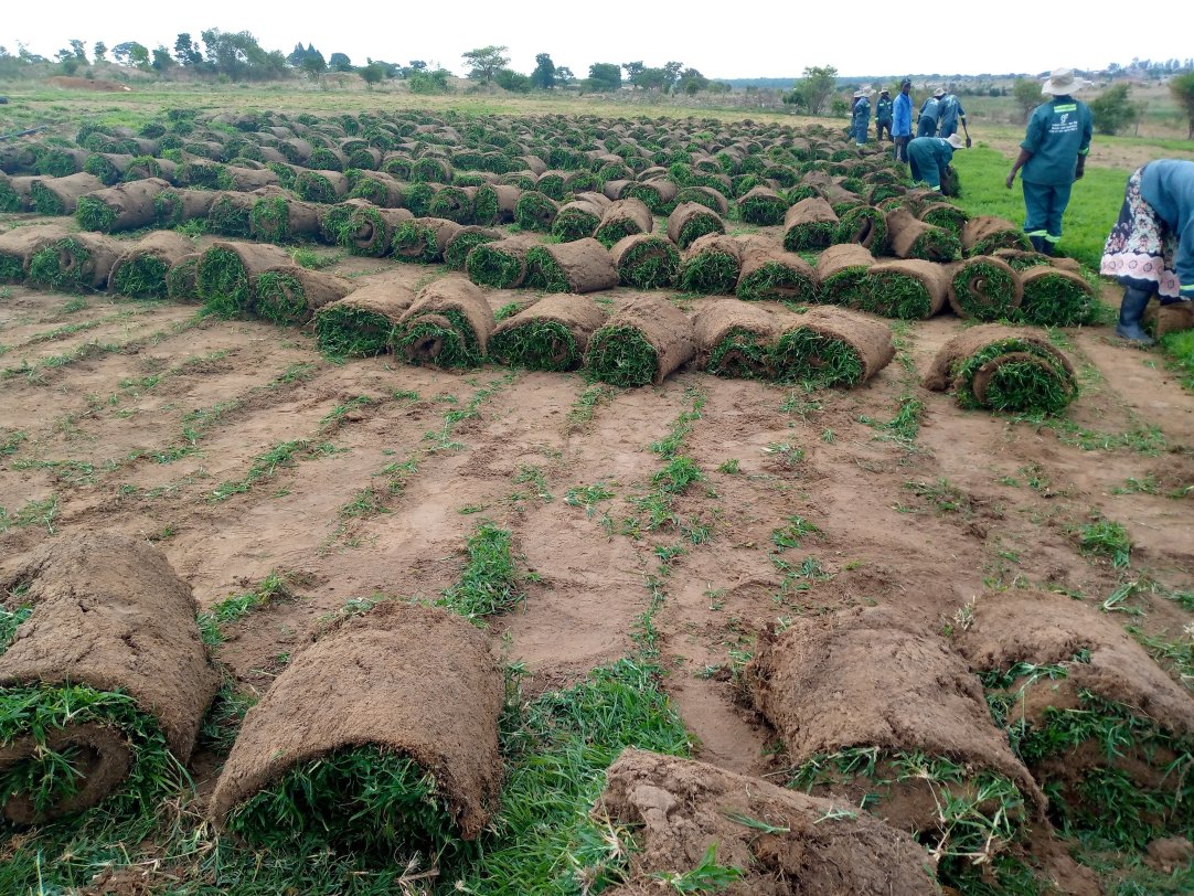 Instant Lawn Rows being harvested