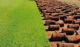 Gardenchore lawn quality and maintenance